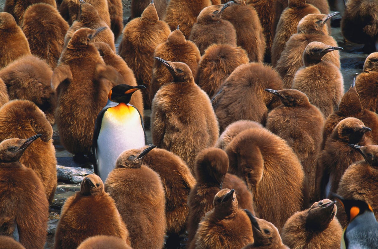 Group of penguins among one that looks different