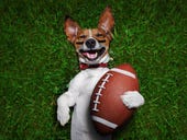 How to stream the 2019 Puppy Bowl and Kitten Bowl online