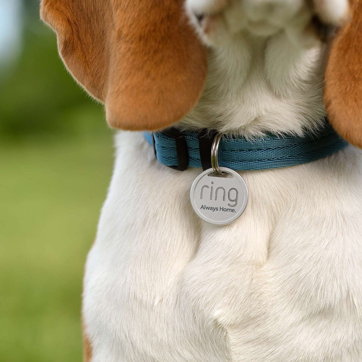 Ring's new Pet Tag can help you find your furry friend faster, and it's  only $10