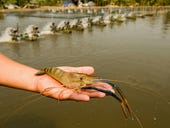 How the IoT is helping shrimp farmers get healthy bumper crops