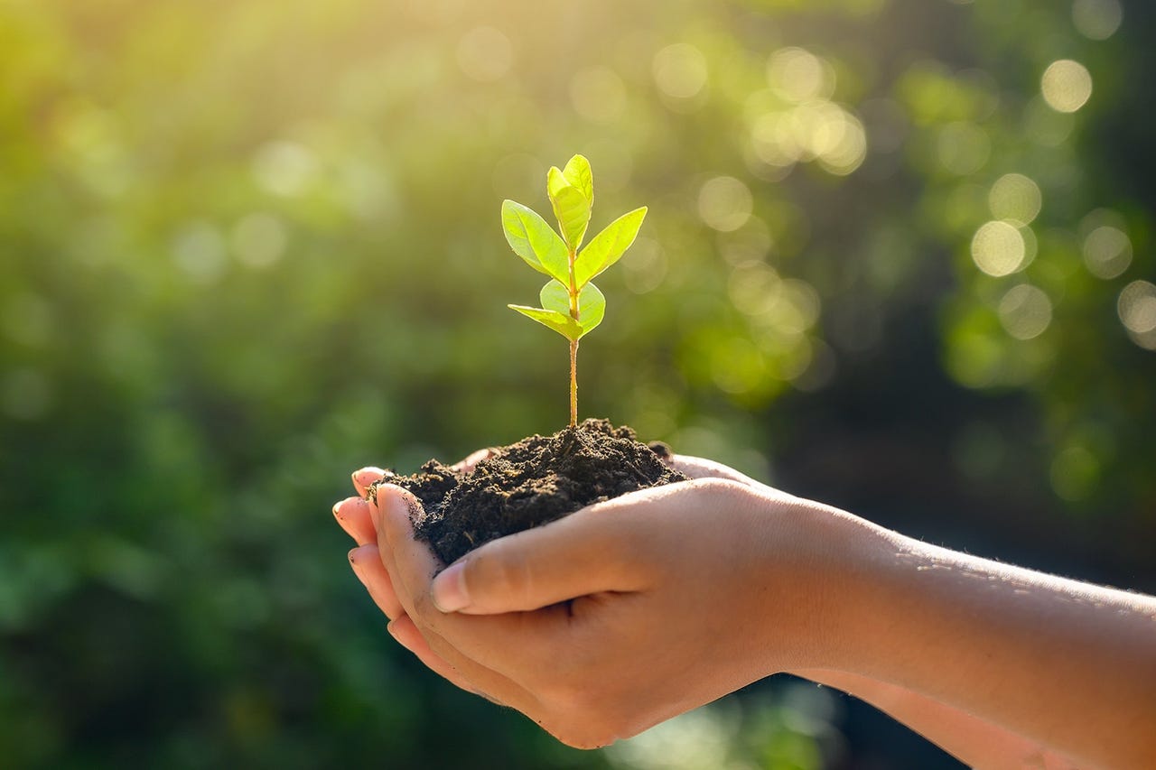 A person's hands holding dirt and a tree seedling