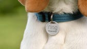 Ring's new Pet Tag can help you find your furry friend faster, and it's only $10