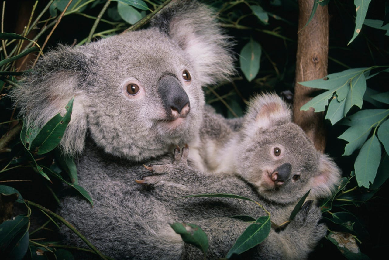koala-gettyimages-a0034-000002.jpg