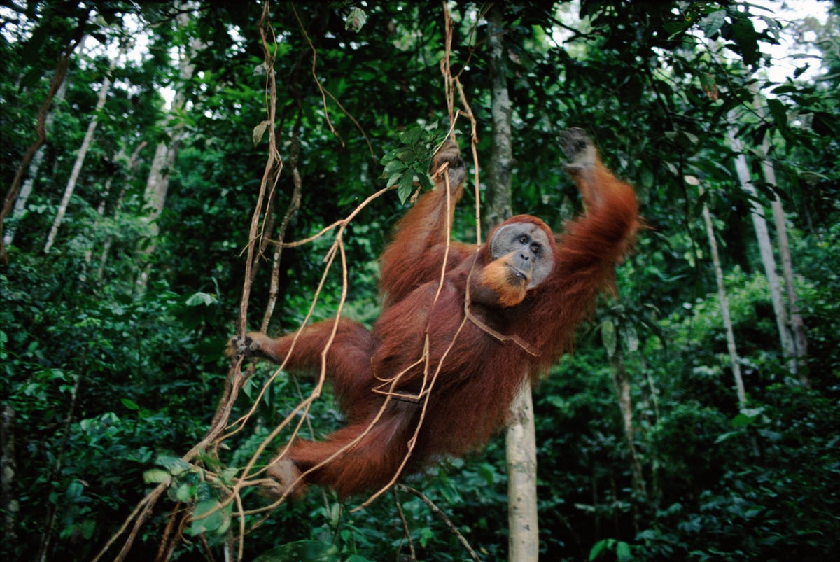 wwf-indonesia-orangutan.jpg