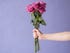Person's hand outstretched and holding a bouquet of pink roses against a purple background