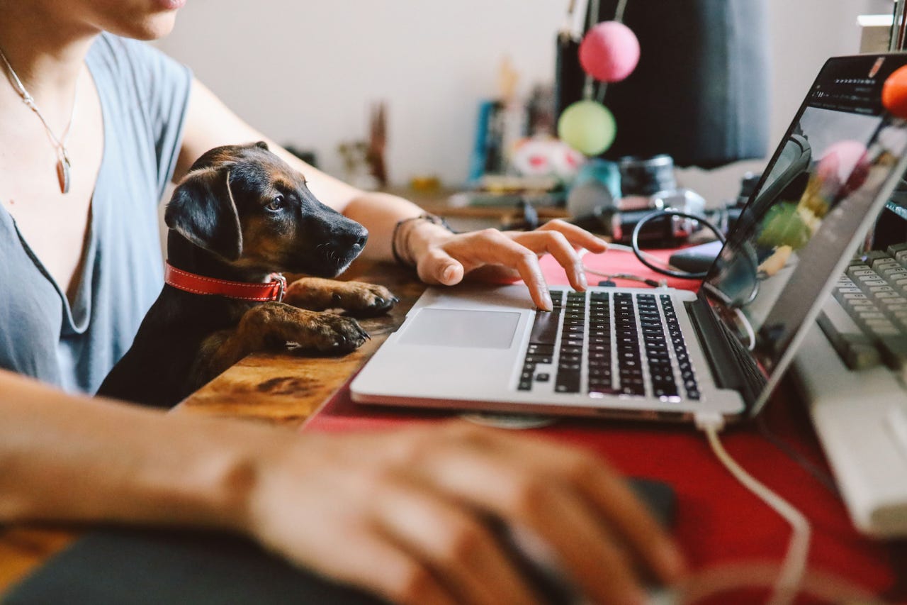 Young woman sitting at the desk at her home, working on the laptop while her puppy pet sits on her lap.