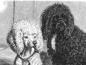 POODLE not fixed? Some TLS systems vulnerable