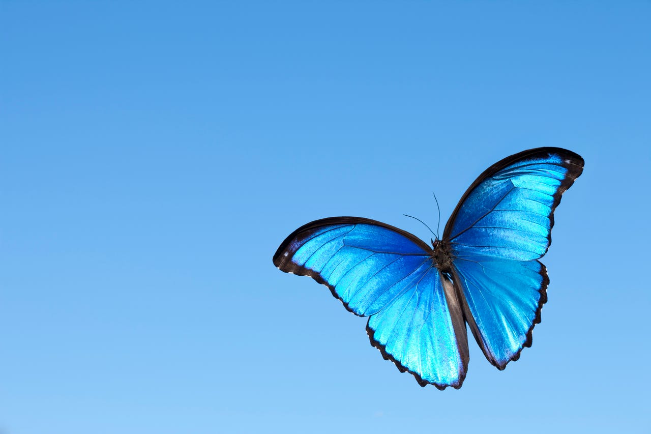 mariposa-azulgettyimages-184638966