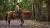 How horses can inform the future of robot-human interaction