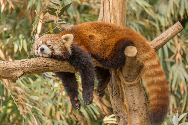 red-panda-firefox.jpg