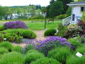 How backup saved a Washington lavender farm