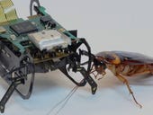 Want to make a robot that can't be killed? Look to the cockroach