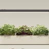 A smart indoor garden with three types of plants growing out of it