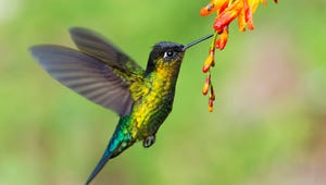 humming-bird-representing-hummingbad.jpg