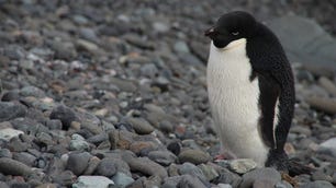 Adelie penguin, King George Island, Antarctica