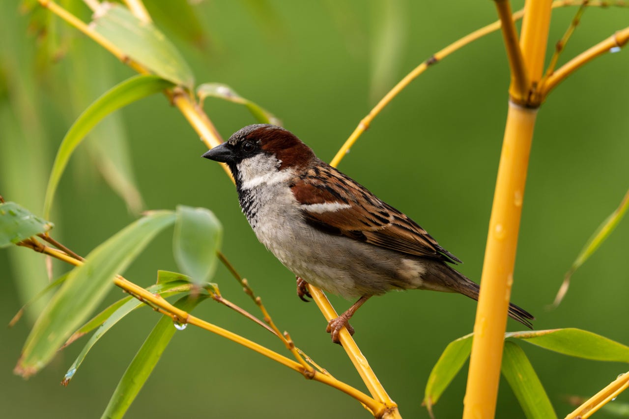 One of my suburban wildlife photograpy subjects, a sparrow perching in bamboo.