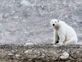 Wildlife biologists use Intel drones to spy on polar bears