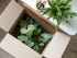 Overhead view of vibrant green plants in a cardboard box