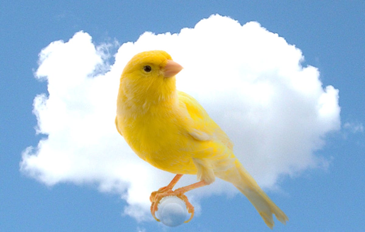 canary-cloud