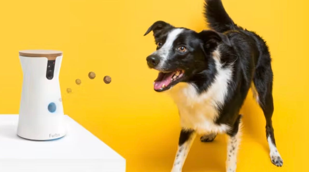 A black and white dog catching treats from a treat dispenser camera against a yellow background