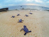 Queensland council trialling smart lights to help confused turtle hatchlings