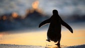 Linux 4.14's long-term support will live on after all, thanks to this alliance