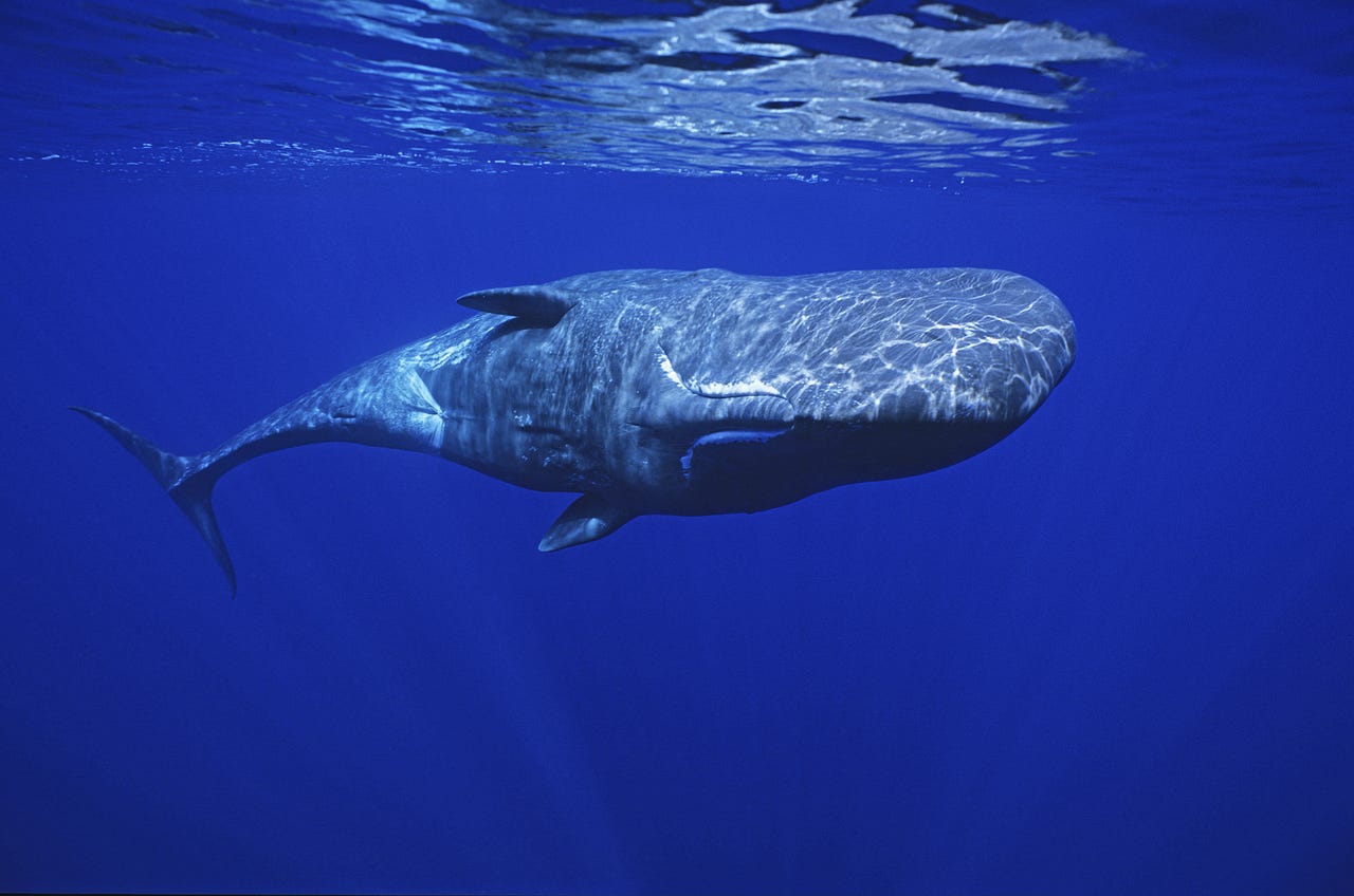 sperm-whale-gettyimages-124771049