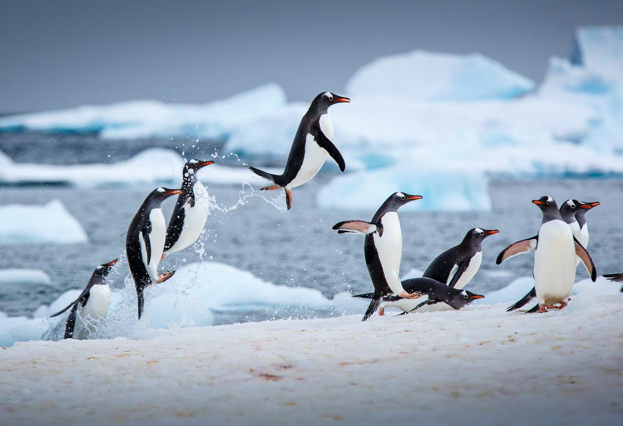 penguins leaping