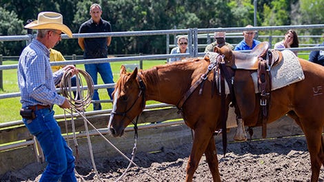 Person training a horse