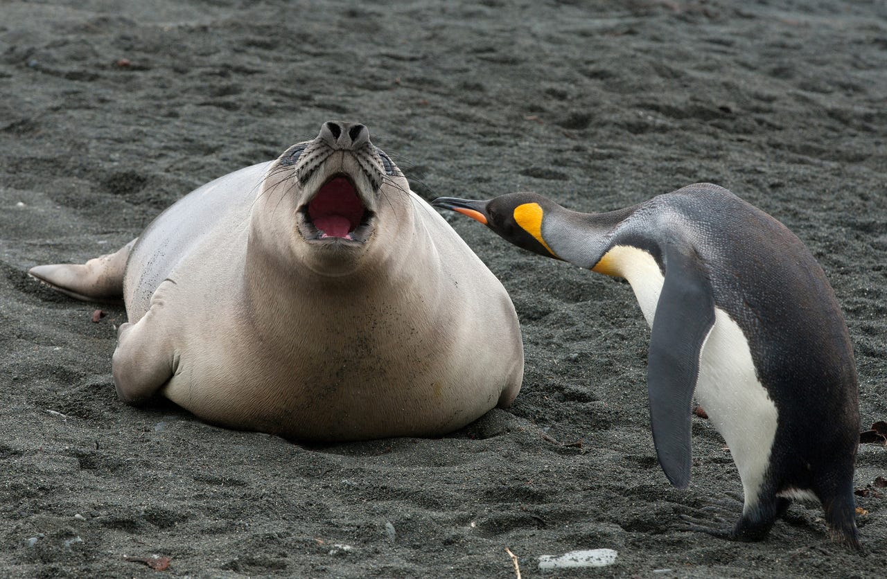 mad penguin confronting seal