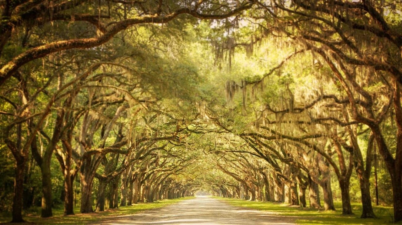 Beautiful road flanked by oak trees at Wormsloe Historic Site in Savannah, Georgia.