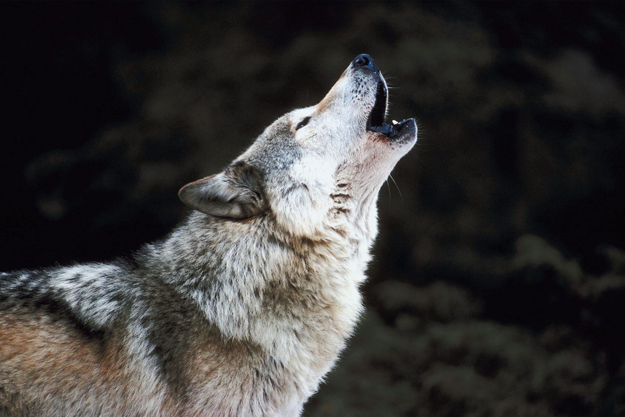 howling-wolfgettyimages-87826237