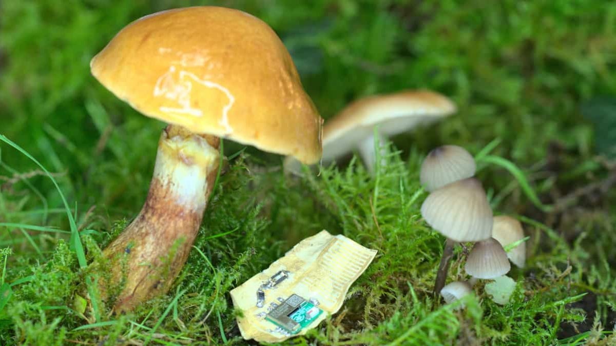 These mushroom-based chips could power your devices and help save our planet