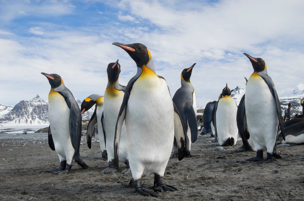 Un grupo de pingüinos mirando a su alrededor.