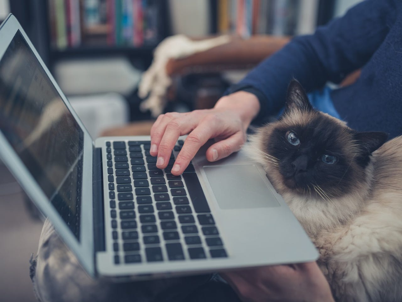 cat-working-woman-laptop.jpg