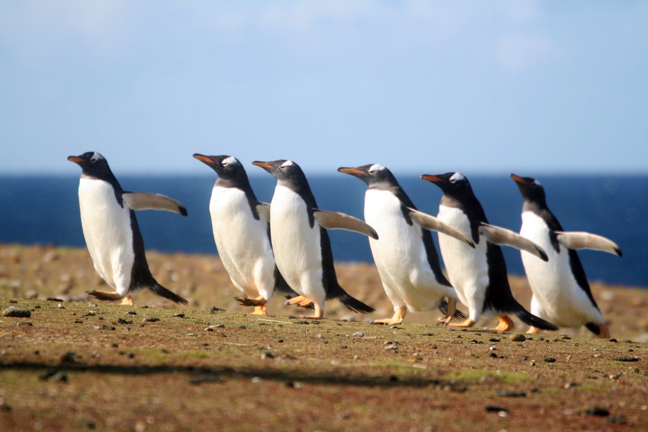 6 penguins