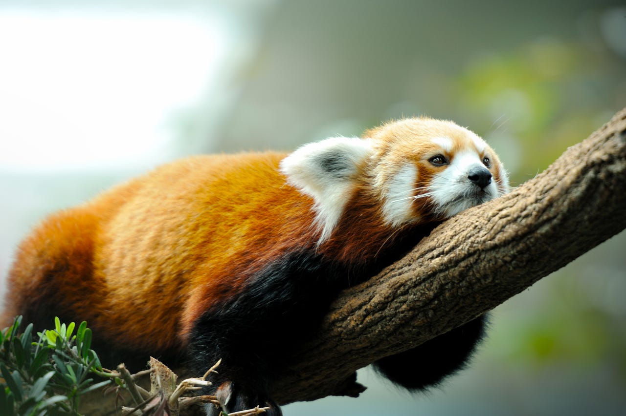 sad red panda