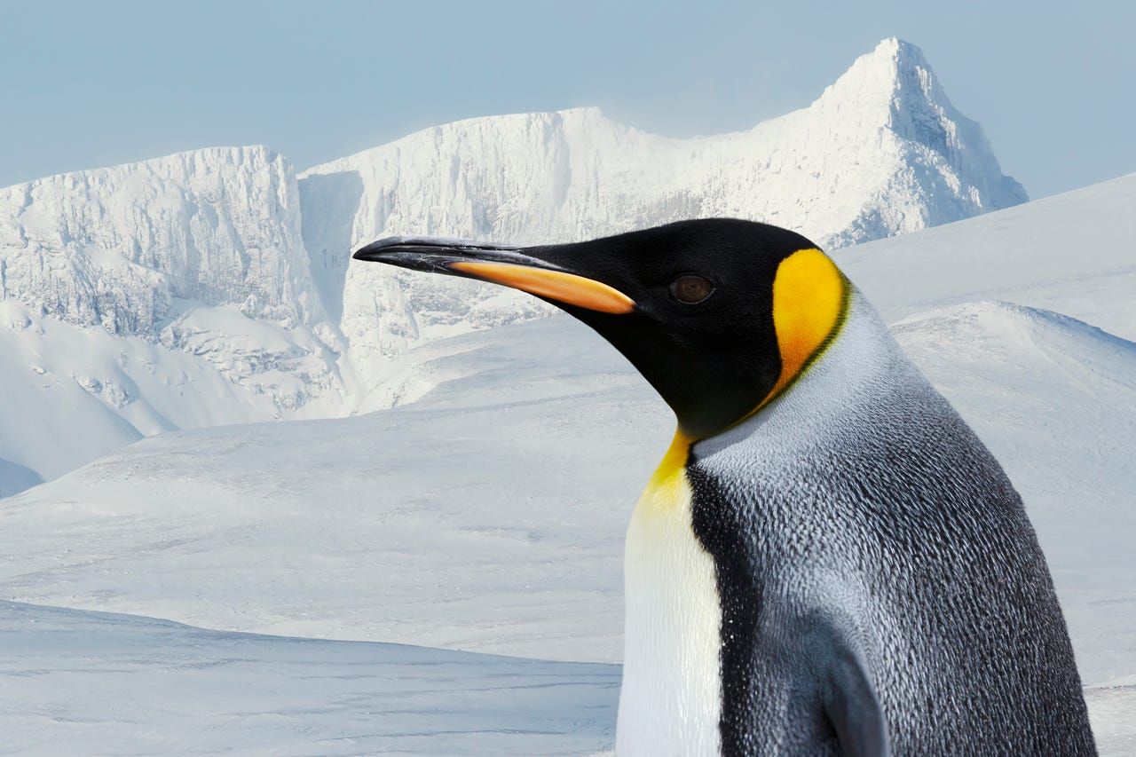 large emperor penguin