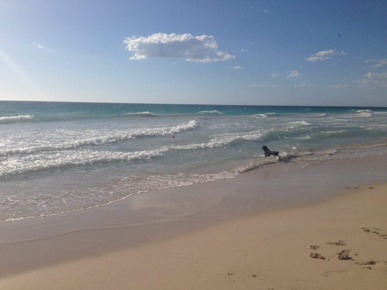 beach-perth-western-australia-dog.jpg