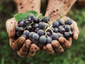 Internet of Wine: The Italian project using networked vineyards to make a better vintage