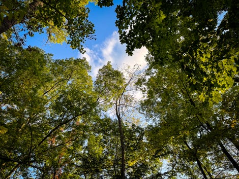 Photos d'arbres et de ciel depuis un sentier de randonnée, prises avec l'iPhone 15 Pro Max