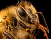 Buzzworthy: How IoT and satellites are helping save bees