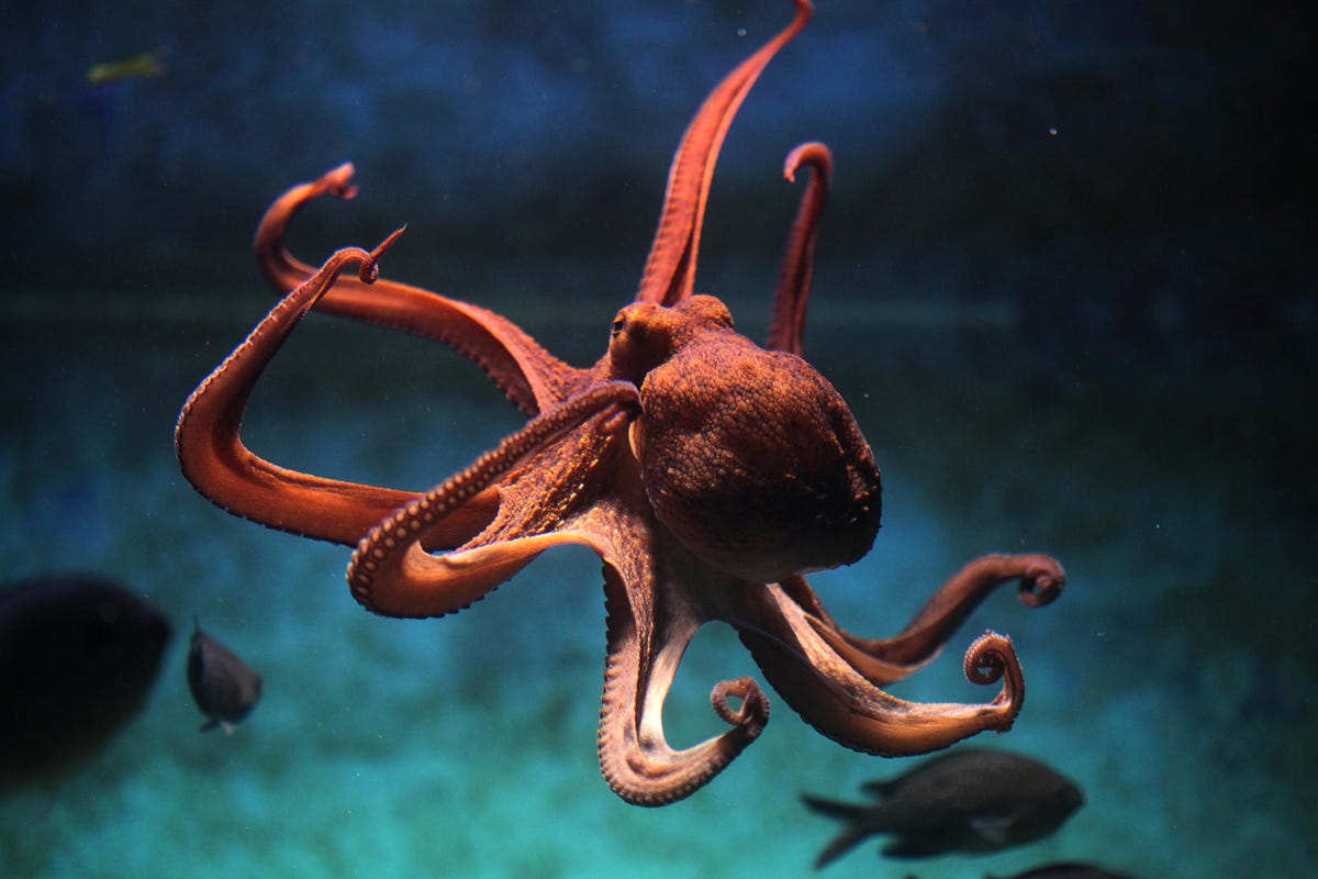 Caracatița comună (Octopus vulgaris).