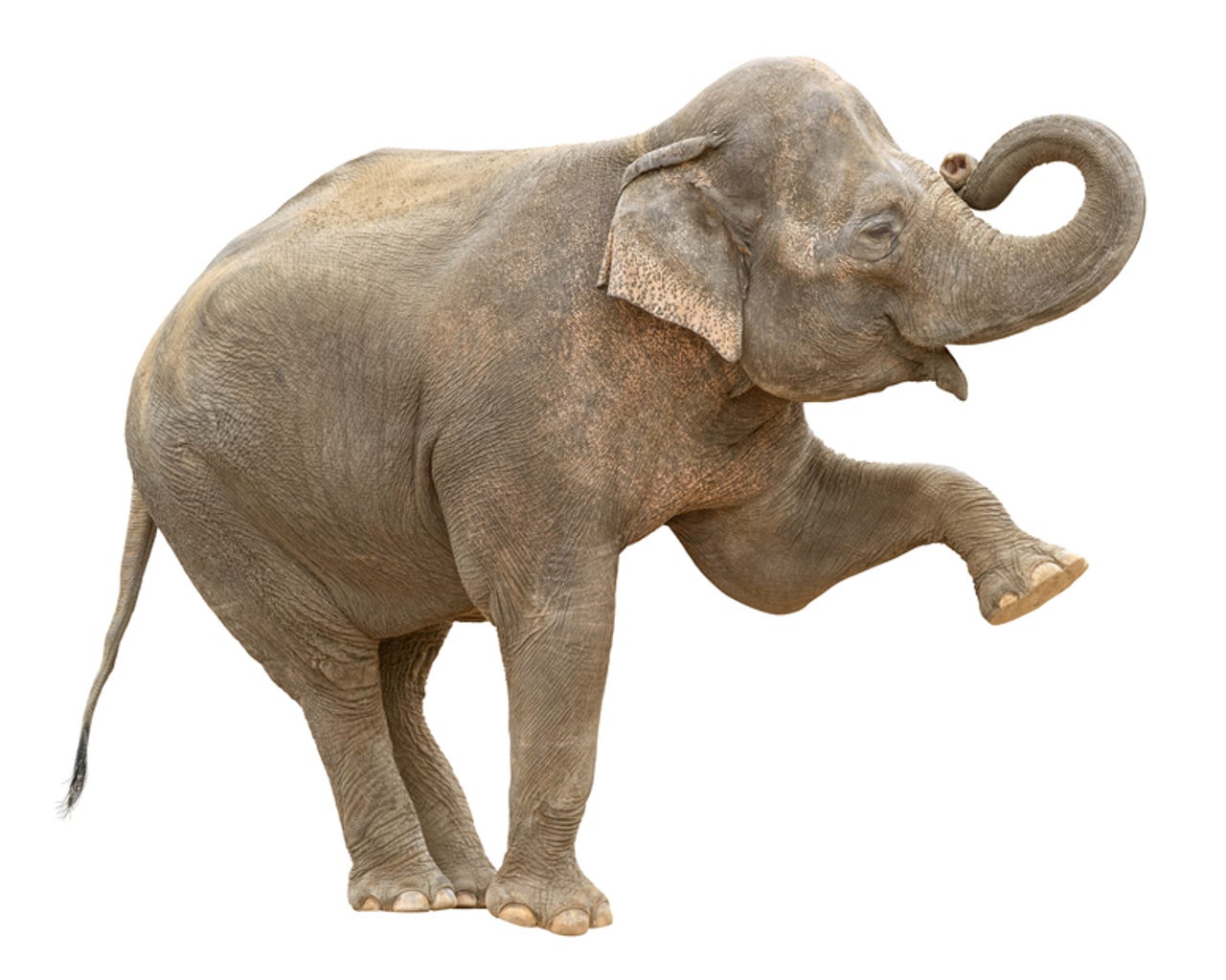 elephant-greeting-hadoop.jpg