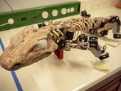 Fossil bot emulates how extinct animal walks based on footprints