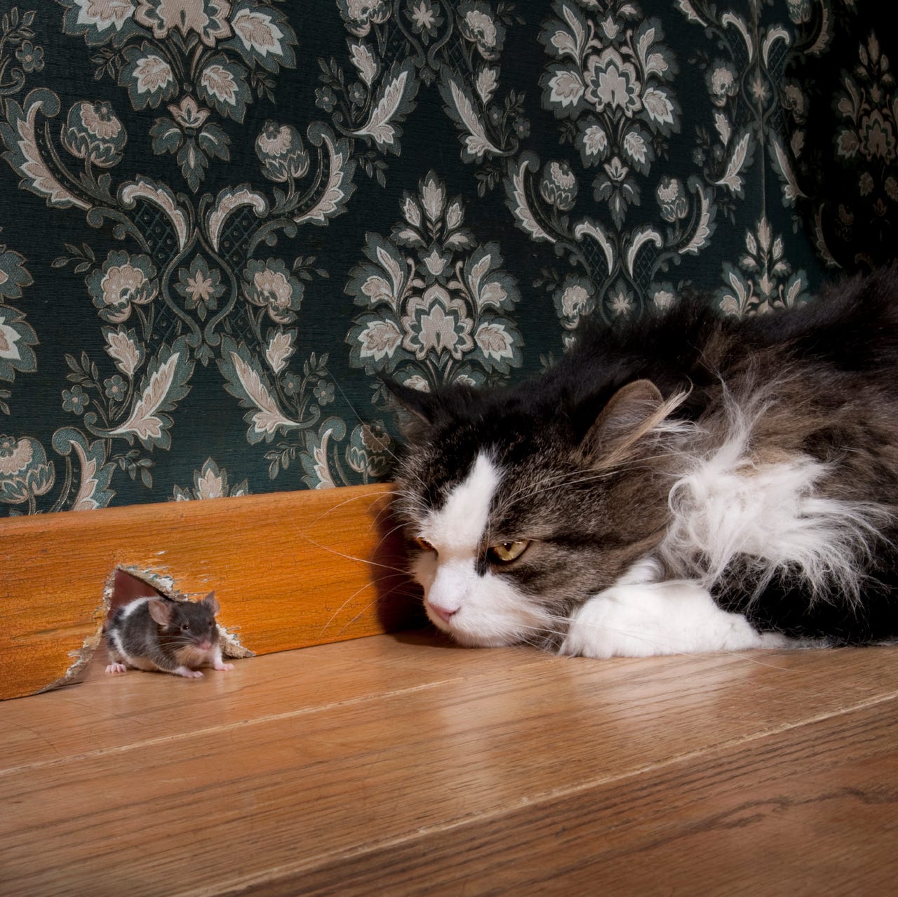 cat-and-mouse.jpg