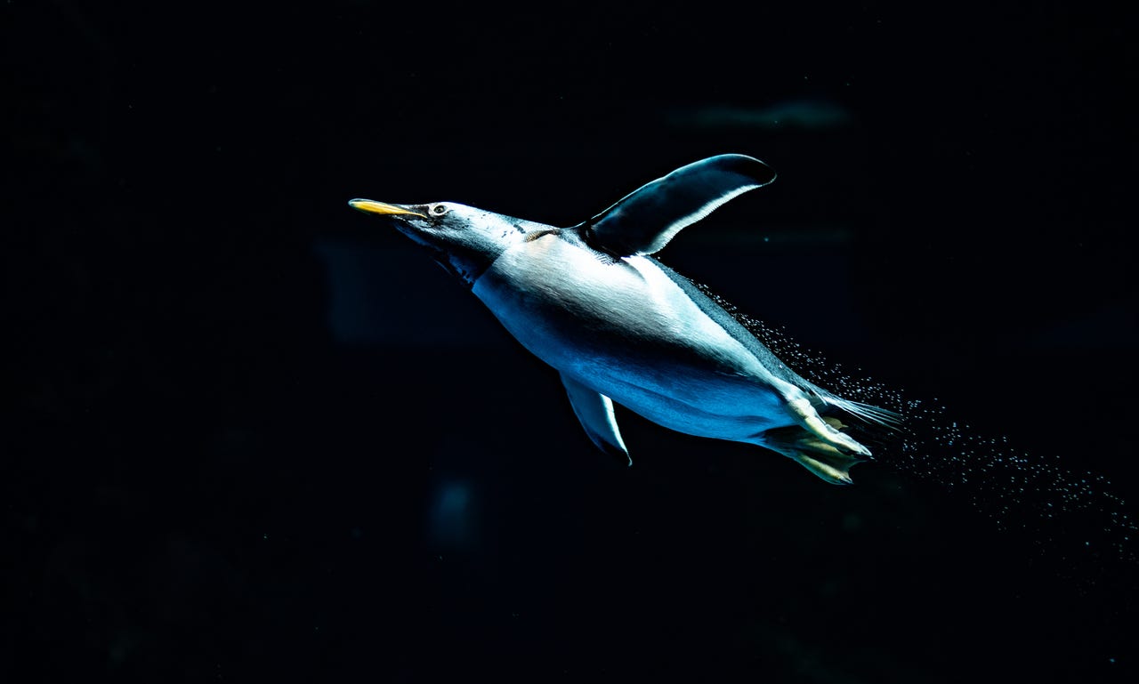 penguin gliding through water