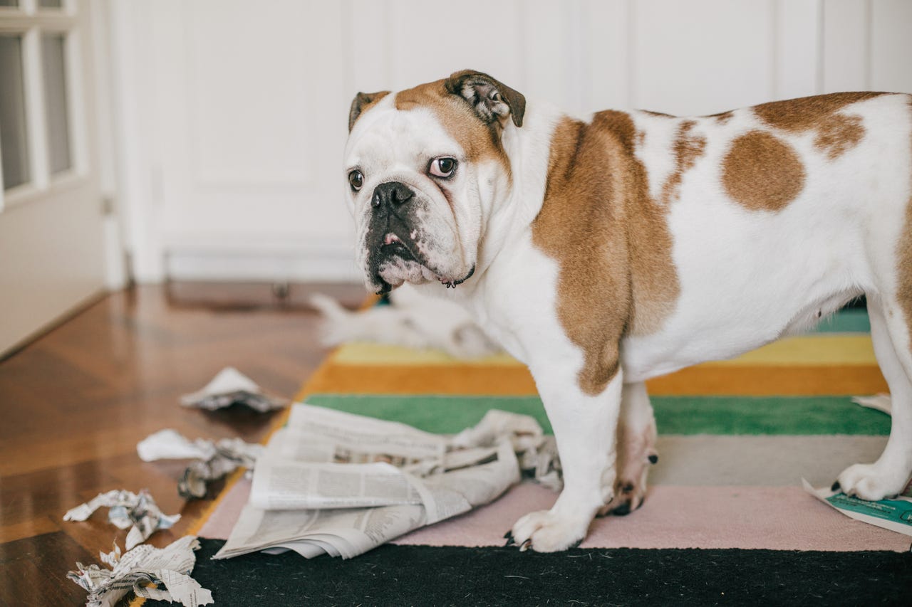 Dog looking guilty over newspaper