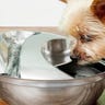 Close-up of a Yorkie drinking from the Pioneer Pet water fountain