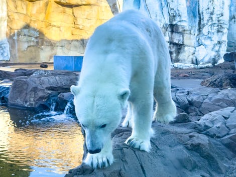 Ours polaire au zoo, pris avec l'iPhone 15 Pro Max